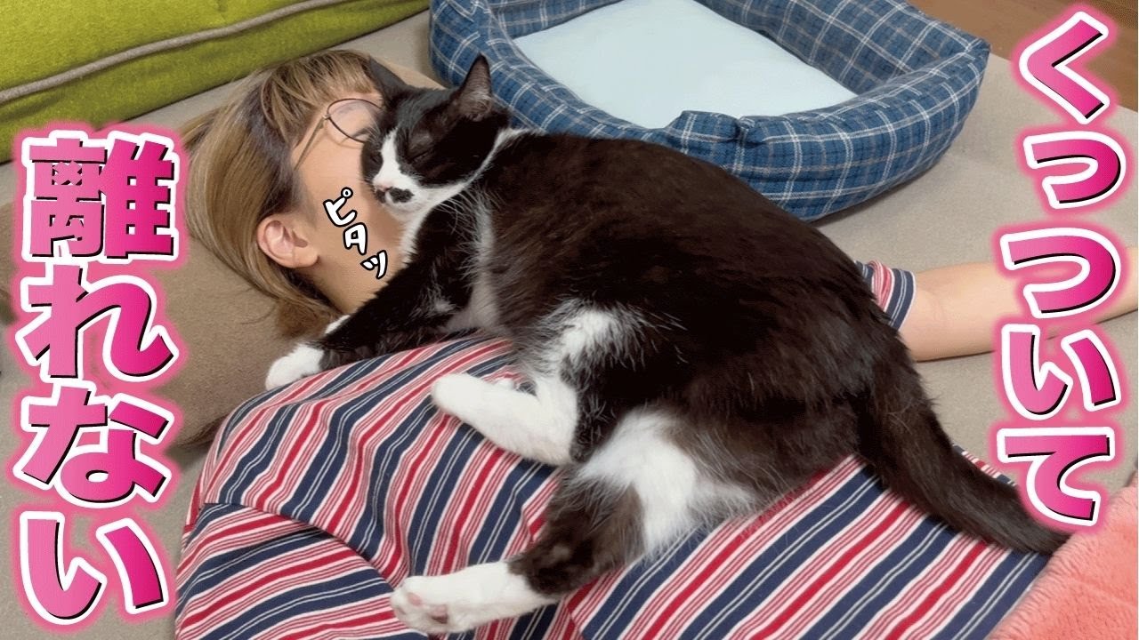 距離感がバグりすぎている赤ちゃんみたいな甘えん坊猫
