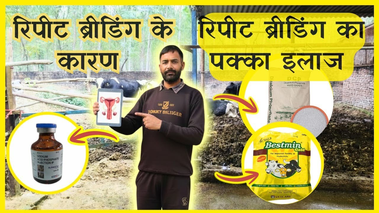 Repeat Breeding के कारण और इलाज | Dev Dairy Farm Bijnor