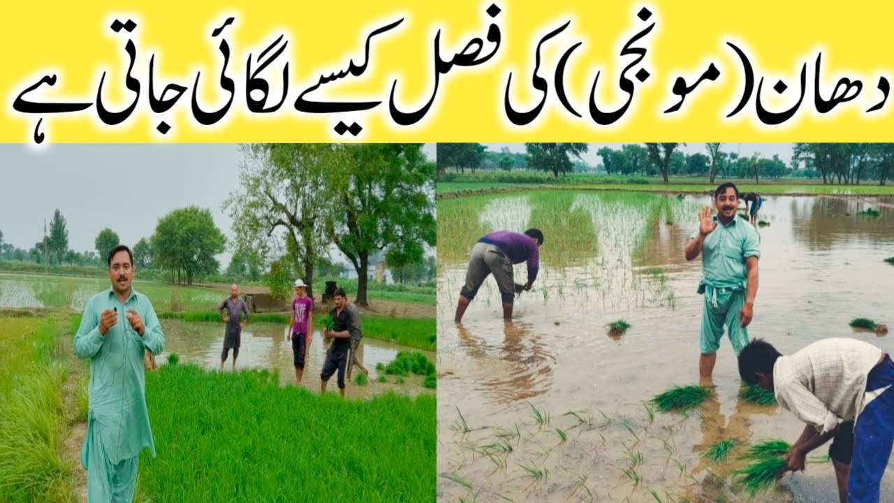 Dhan (Munji) Ki Fasal | Kaise Lagai Jaati Hai | Vlog | Apna Mundhikhail