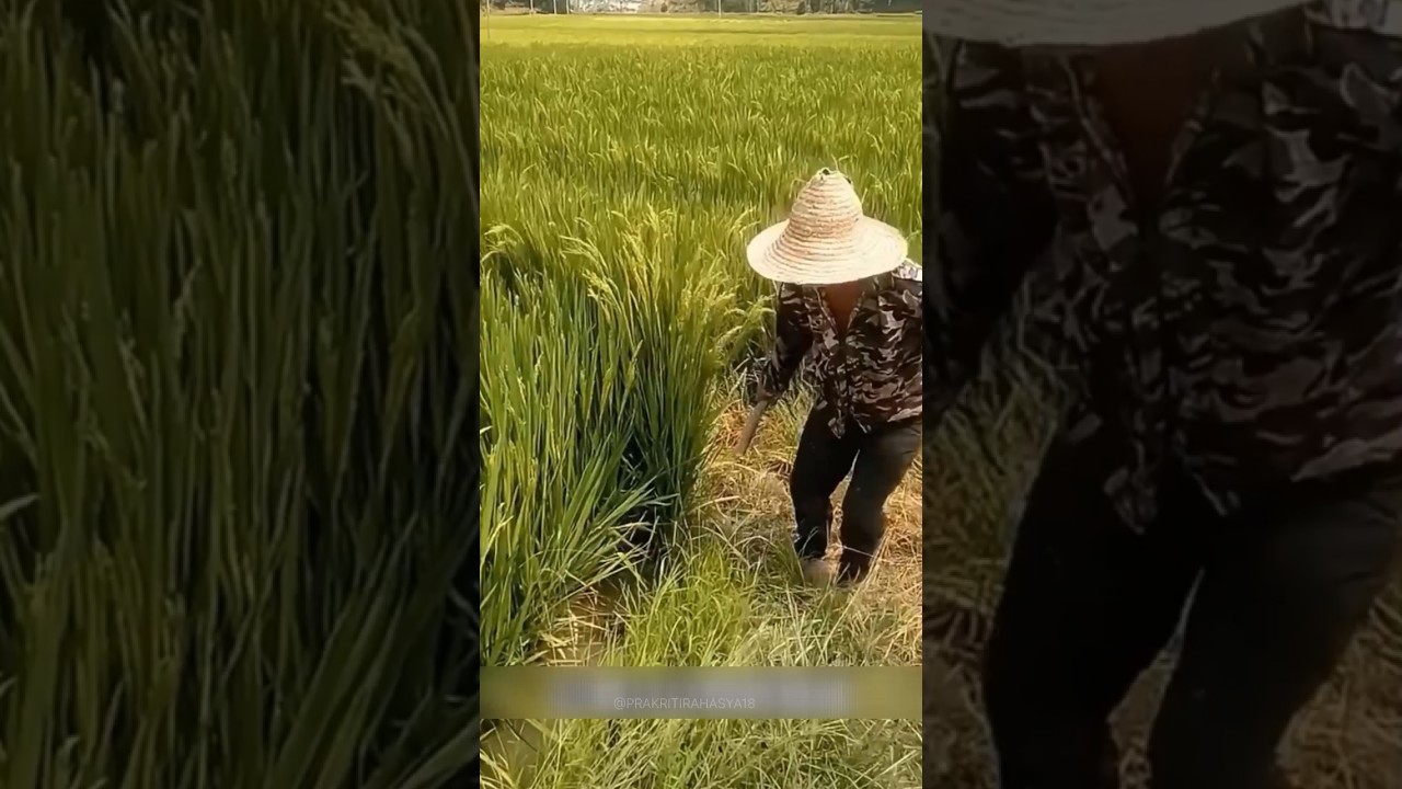 Why Are Farmers Shaking Rice Flowers With a Rope?! 🌾🤔😱#Farming #RiceFarming