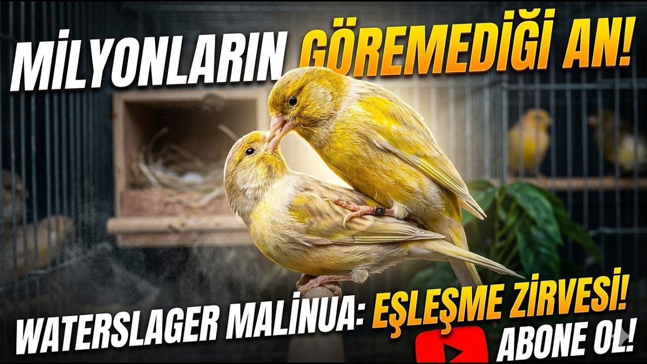 Kanarya kuşların canlı yayında eşleşme anı. Abone olmayı ve beğenmeyi unutmayın