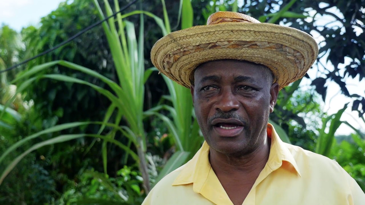 LIVE IN   GUADELOUPE   ROZAN BERTELI