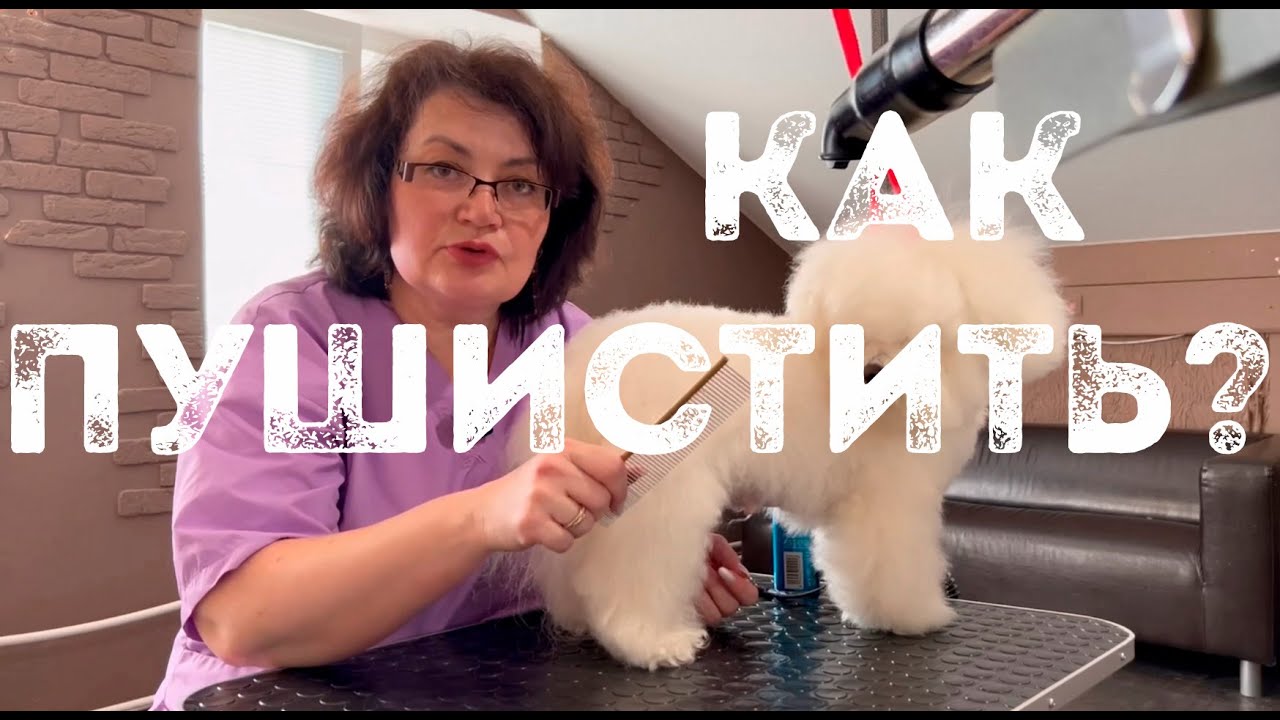 Шерсть Бишон фризе: твой главный кошмар или преимущество? Как правильно сушить и вычесывать Бишона.