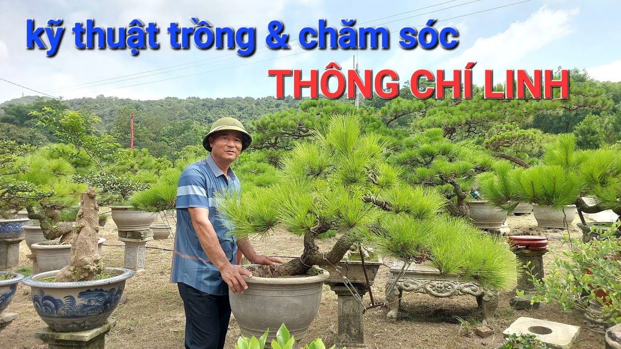 Kỹ thuật trồng & chăm sóc THÔNG CHÍ LINH tốt nhất ! Qua CS của anh NGÂN là NN làm thông rất giỏi .