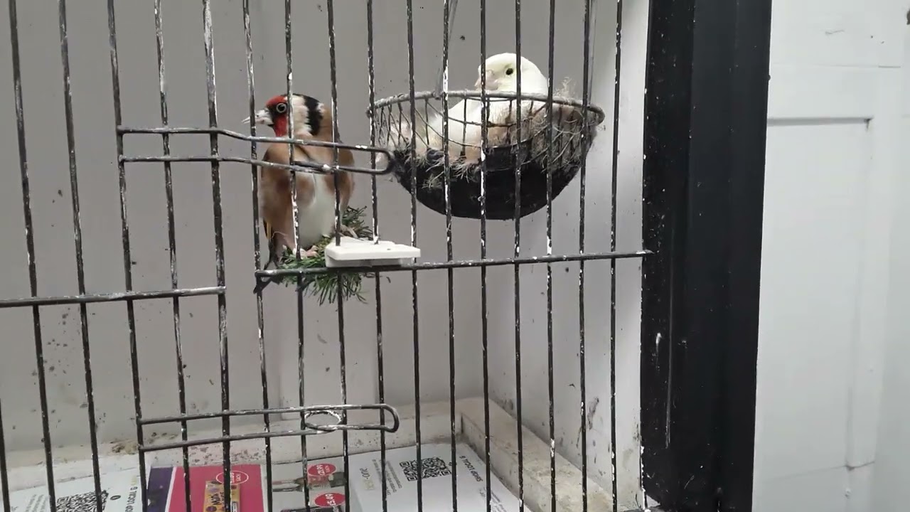 chicks leave nest    part 1   8 April 2024
