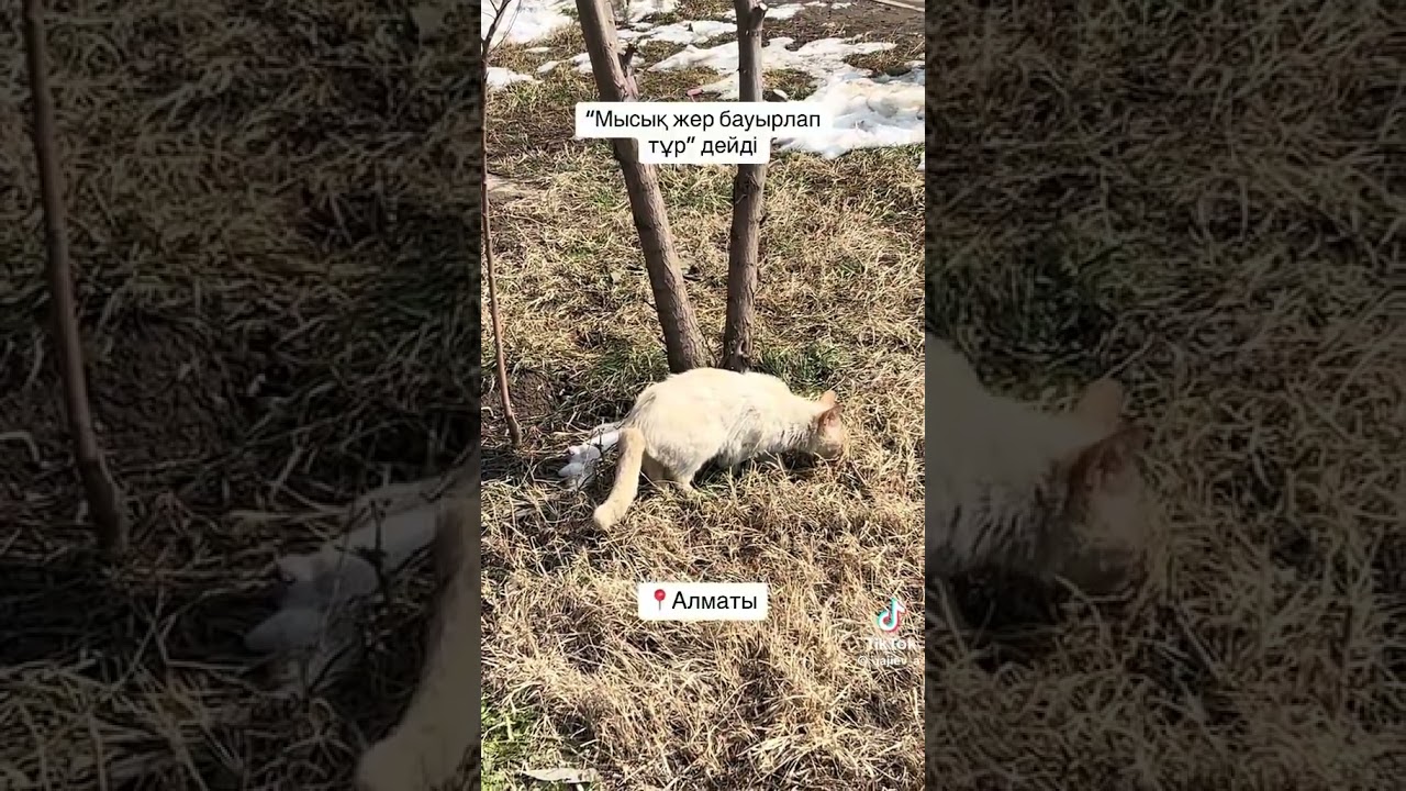 A cat senses M5.4 earthquake in Almaty, Kazakhstan on March 4, 2024🇰🇿