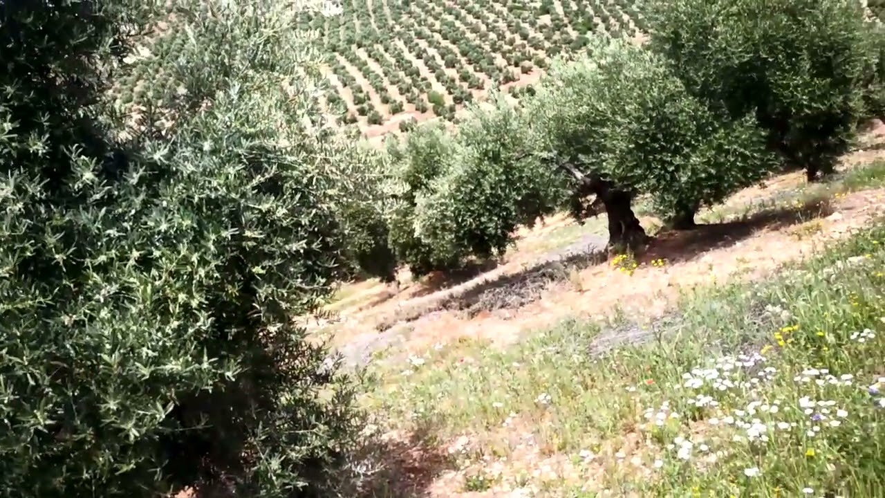 La cubierta vegetal qué manejo es el mejor, olivar.