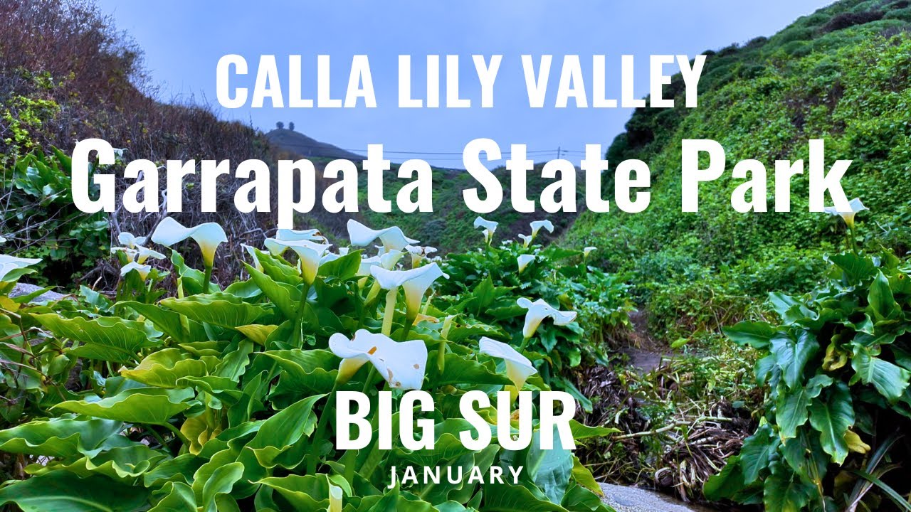 [4K] Calla Lily Valley in Bloom — Garrapata State Park, Big Sur | California Walks
