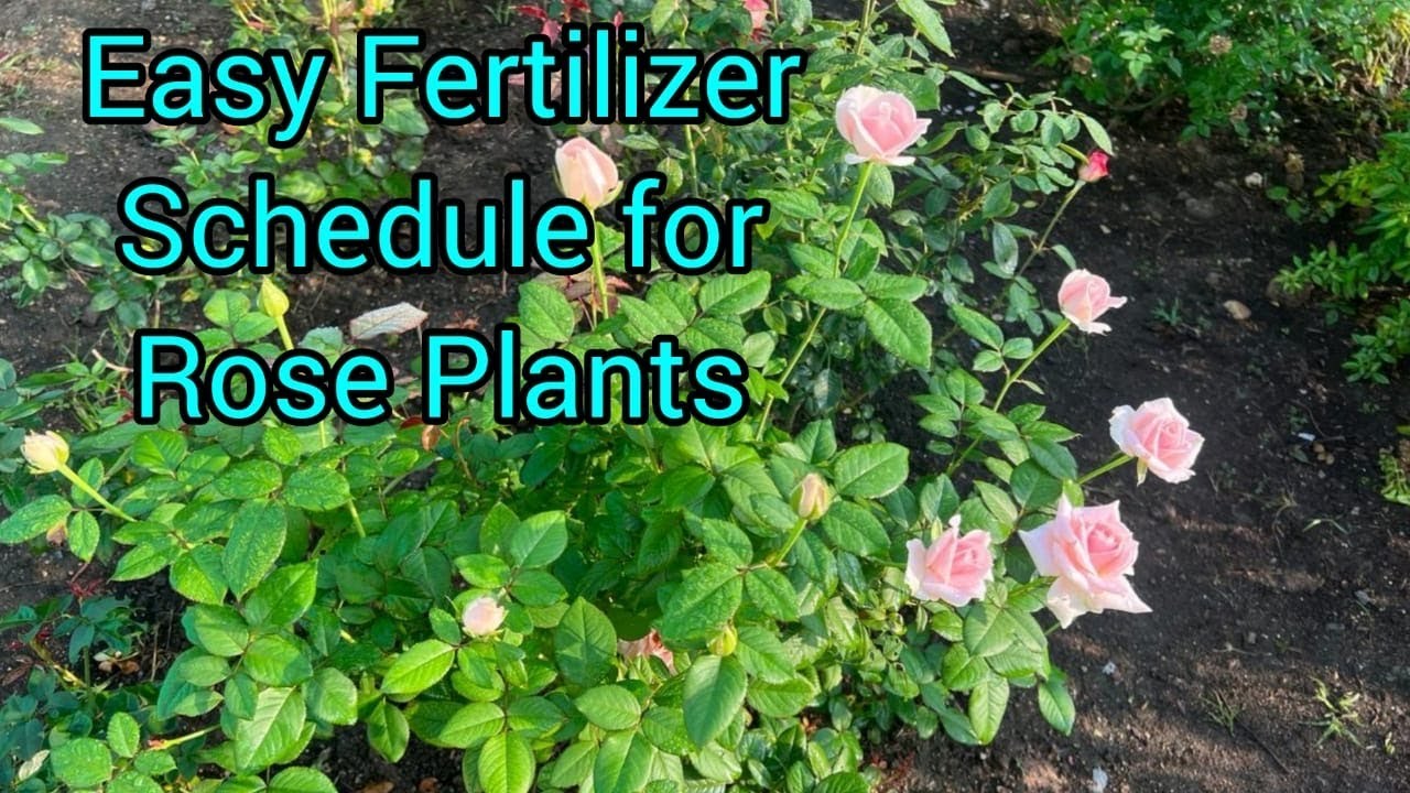 Rose Plants Fertilizer and Pesticides schedule in Tamil