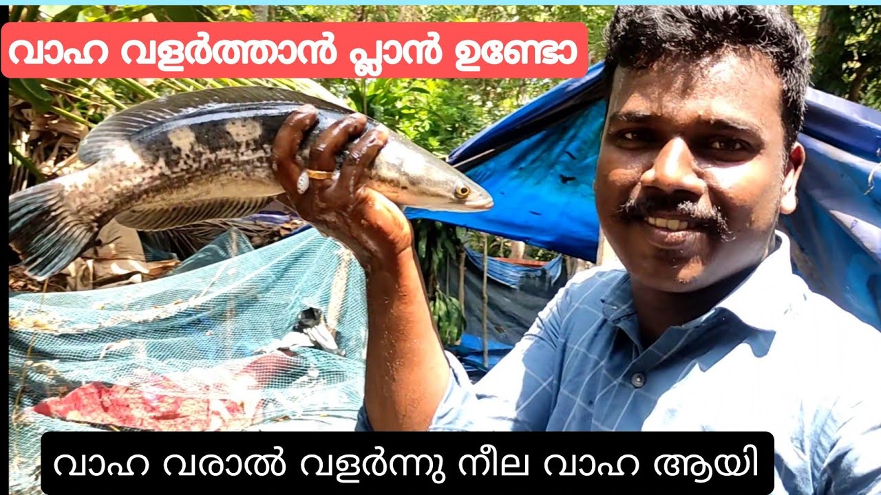 vaha varal  updates..! വാഹ വരാൽ വളർത്തൽ vaha varal feeding vaha varal attacks most biggest vaha.....