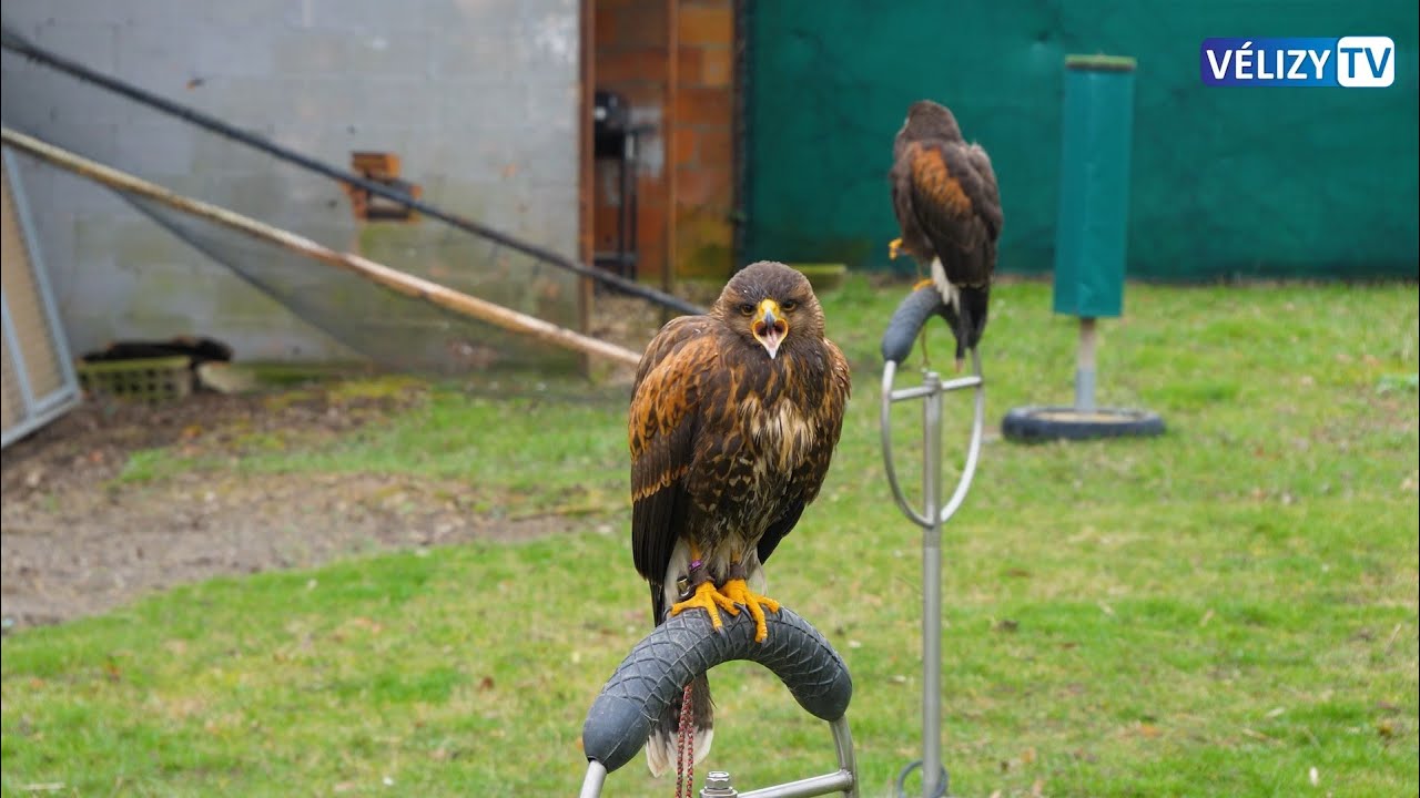A la rencontre des rapaces de la base aérienne 107 de Villacoublay