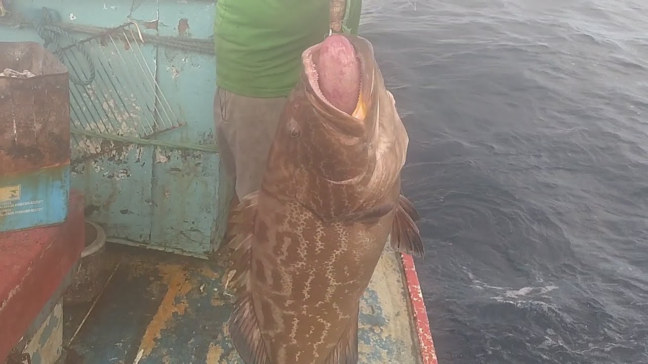 600 KILOS DE GIGANTES DO MAR SHOW DE PESCARIA OBRIGADO JESUS CRISTO 🙌🙏🎣🎣🎣