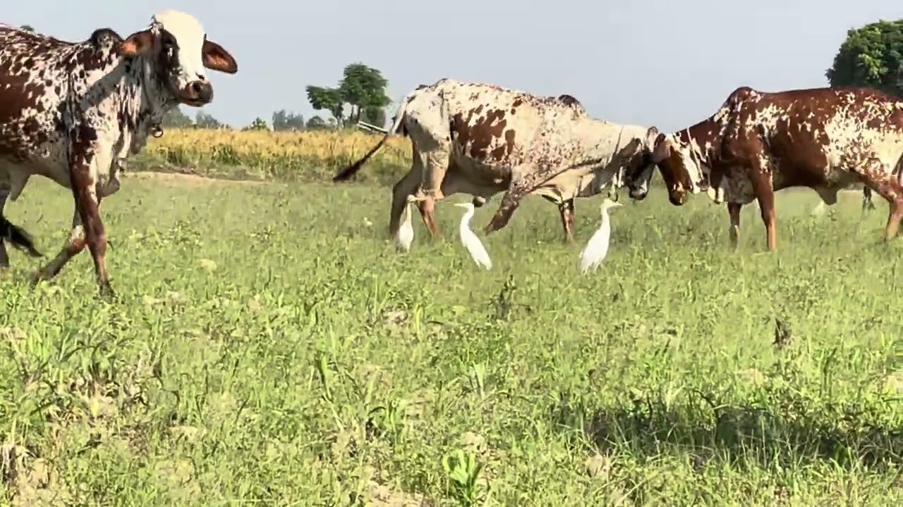 Rathi cow