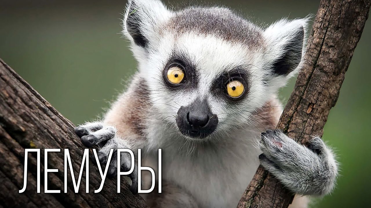 Лемуры: Смешные Приматы Мадагаскара | Интересные факты про лемуров
