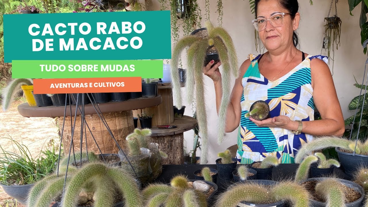 Cacto rabo de macaco - Tudo sobre mudas