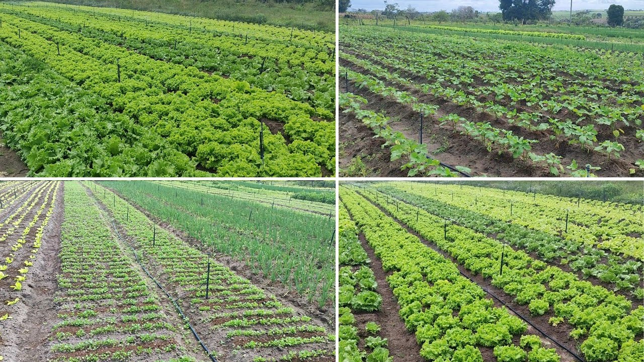 VOCÊ PRECISA VER ESSA ROÇA! Tudo carregado e verdinho demais! 🌿