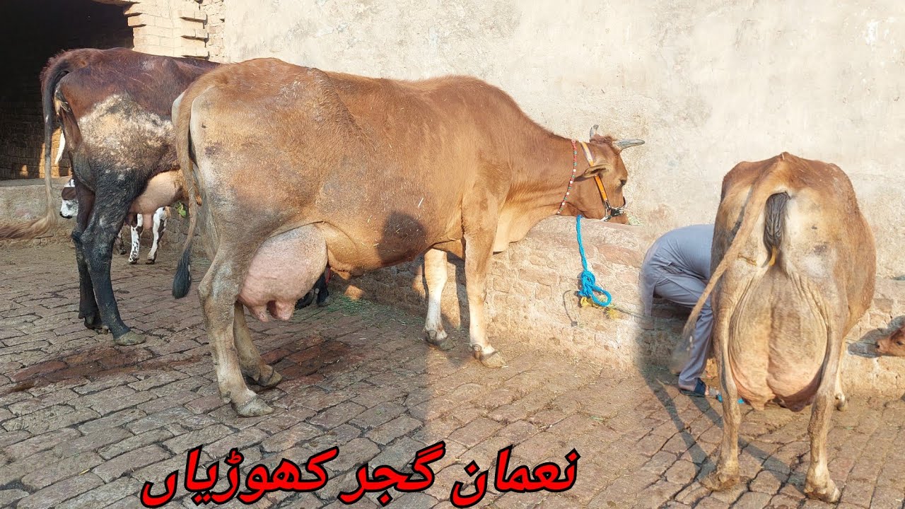 نعمان گجر کھوڑیاں 3 گائیں برائے فروخت 21 فروری 2026 karnana channel
