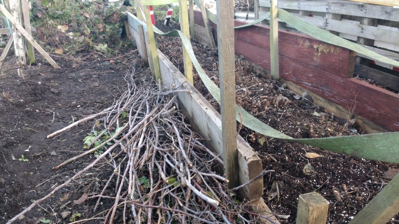 How Do I Winter Prune My Autumn & Summer Fruiting Raspberries & Blackberries 