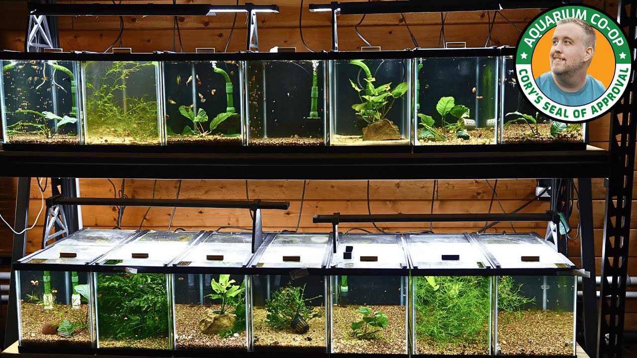 10 Gallon Rack Update