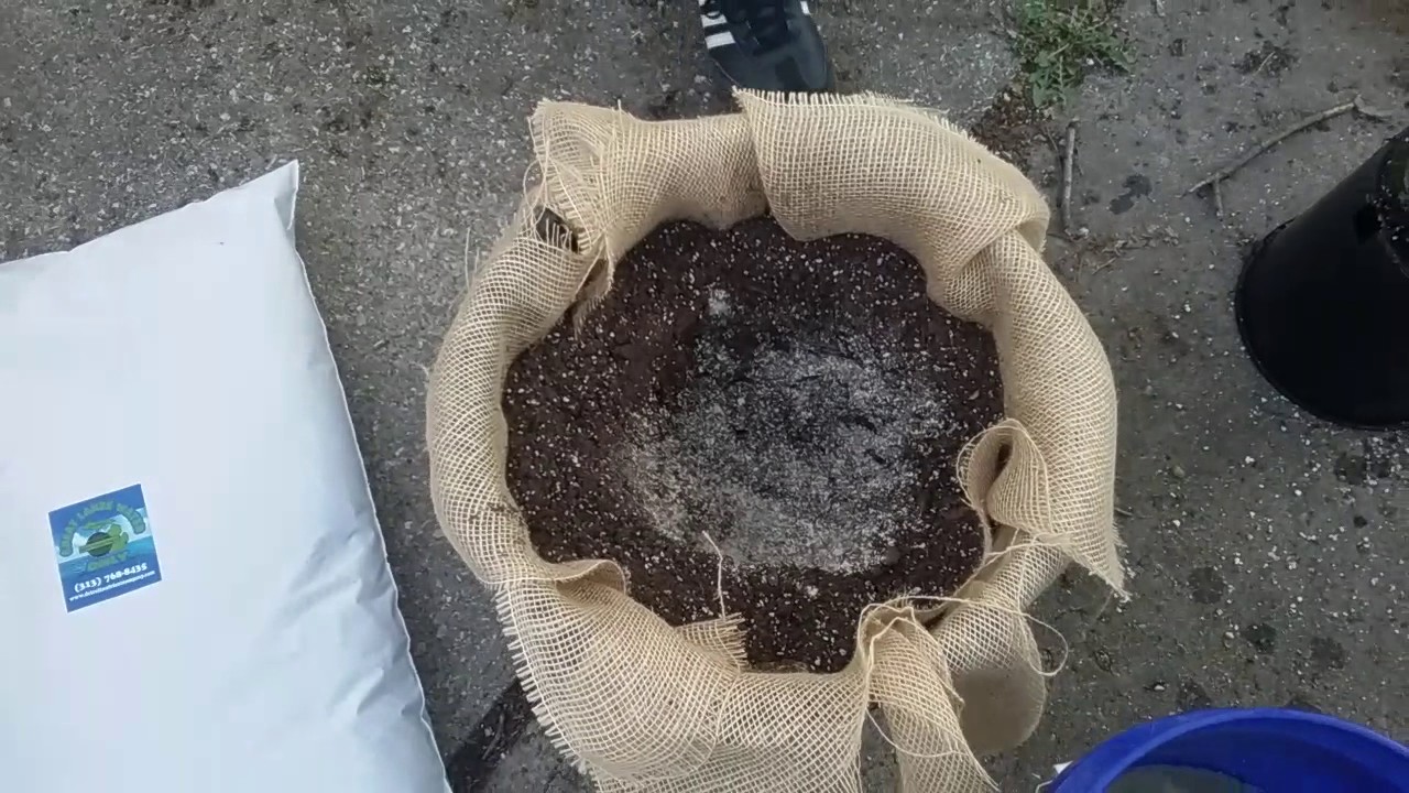 Transplanting into Homemade Air Prune Pots