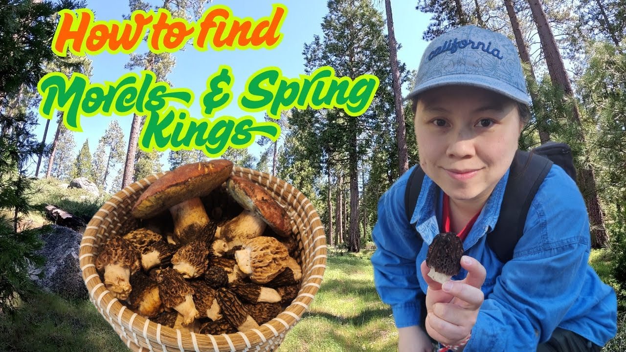 Foraging GOLD: Beginner's Guide to finding Morels & Spring Kings!