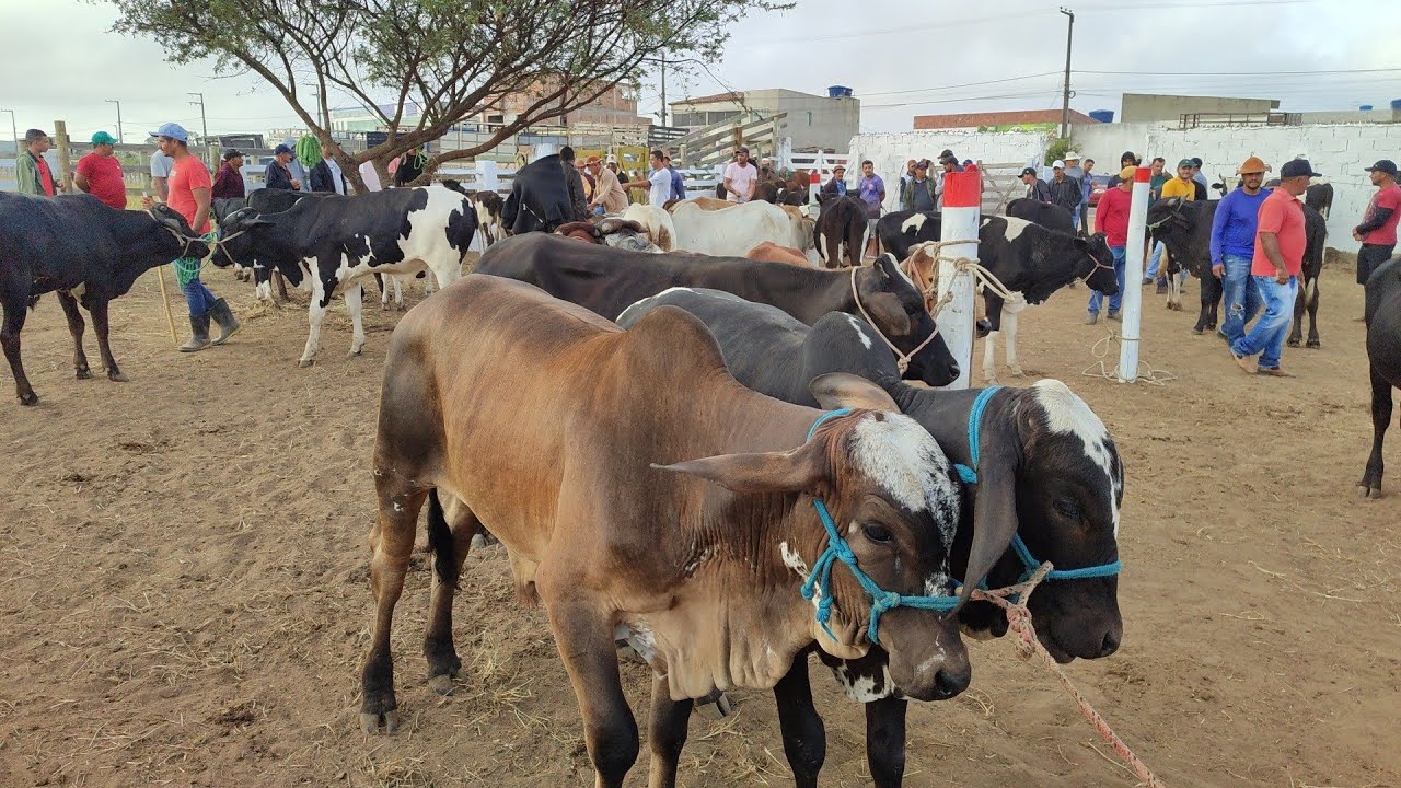 Feira de Gado Posto Alto da Serra-PE 18/01/26 #boi 