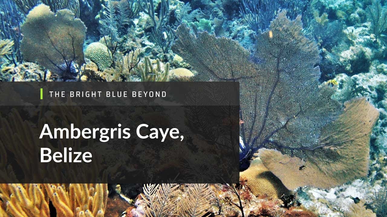 Volunteer and Intern on Ambergris Caye Island Belize | GVI