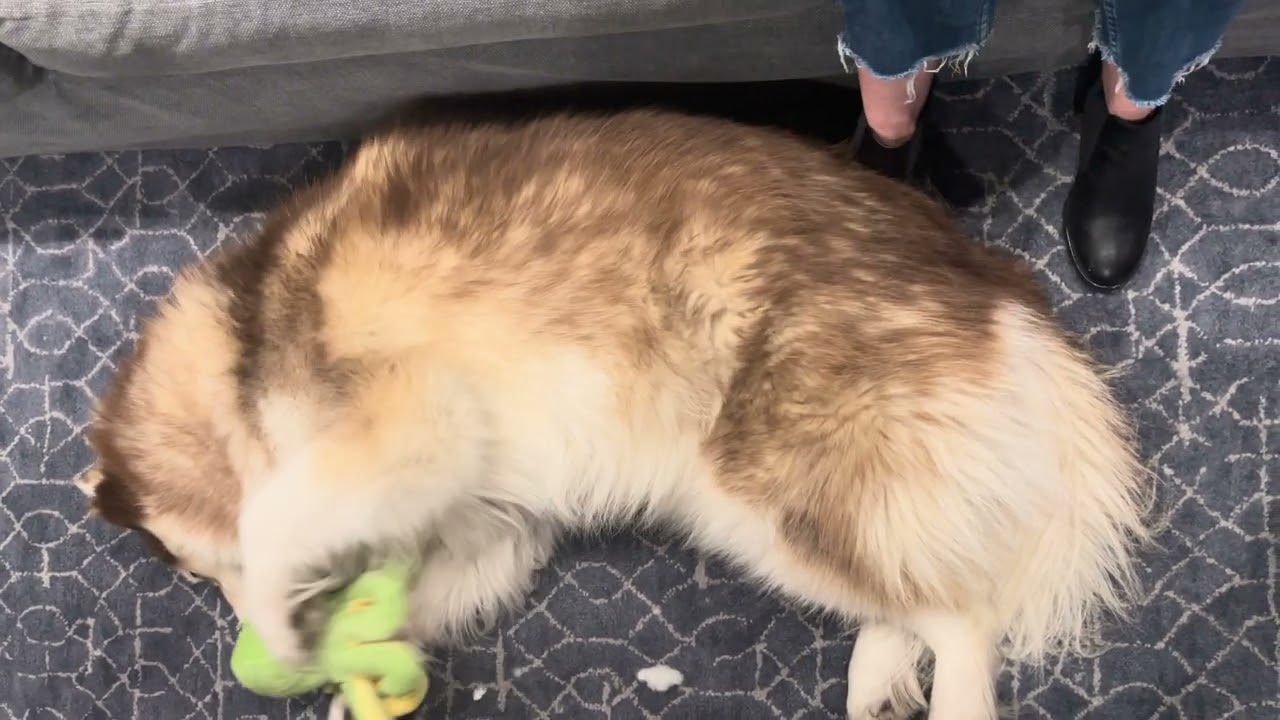 How cute is this massive furry husky!