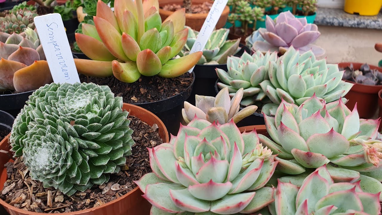 identificações de Suculentas, mais de 20 lindas Suculentas Identificadas, dicas de cultivo