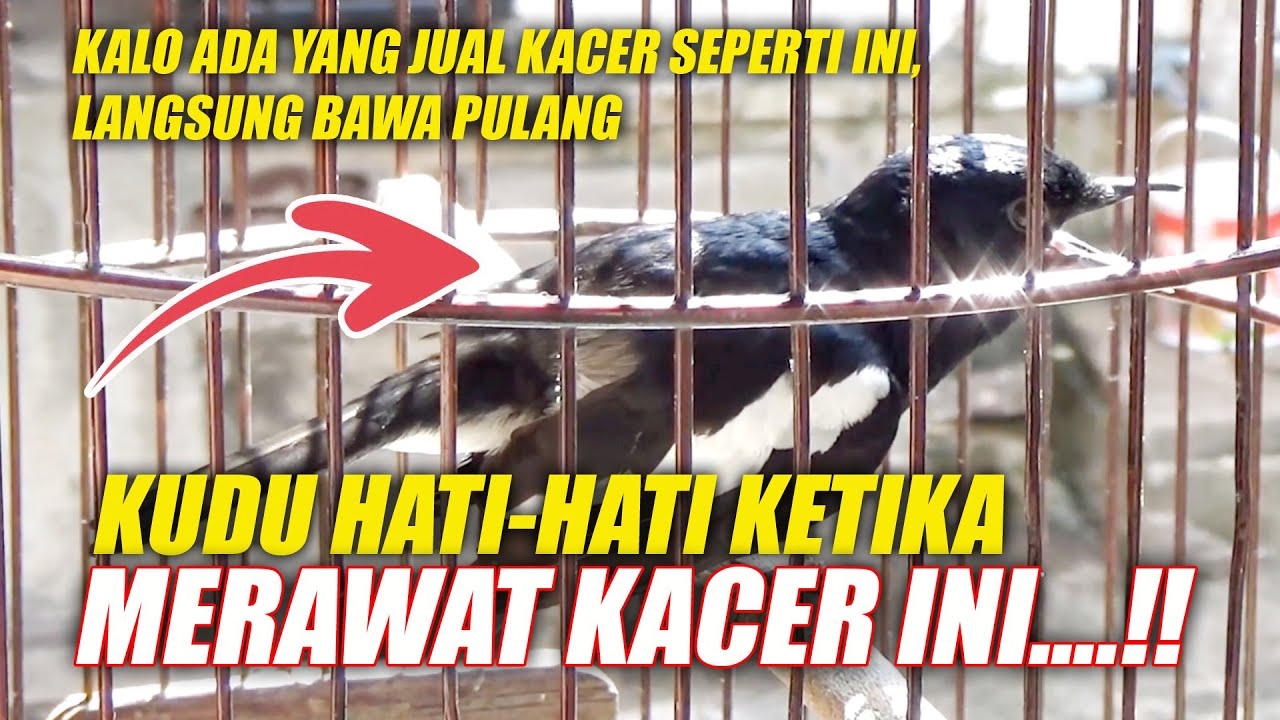 [FULL] MERAWAT KACER YANG SEPERTI INI - DR KACER