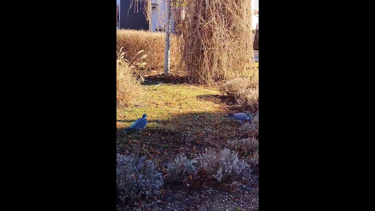 #gołębie #grzywacze#ptaki #birds #pigeons #marzec2026 #ptakiwmieście#marzec2026 #warmia