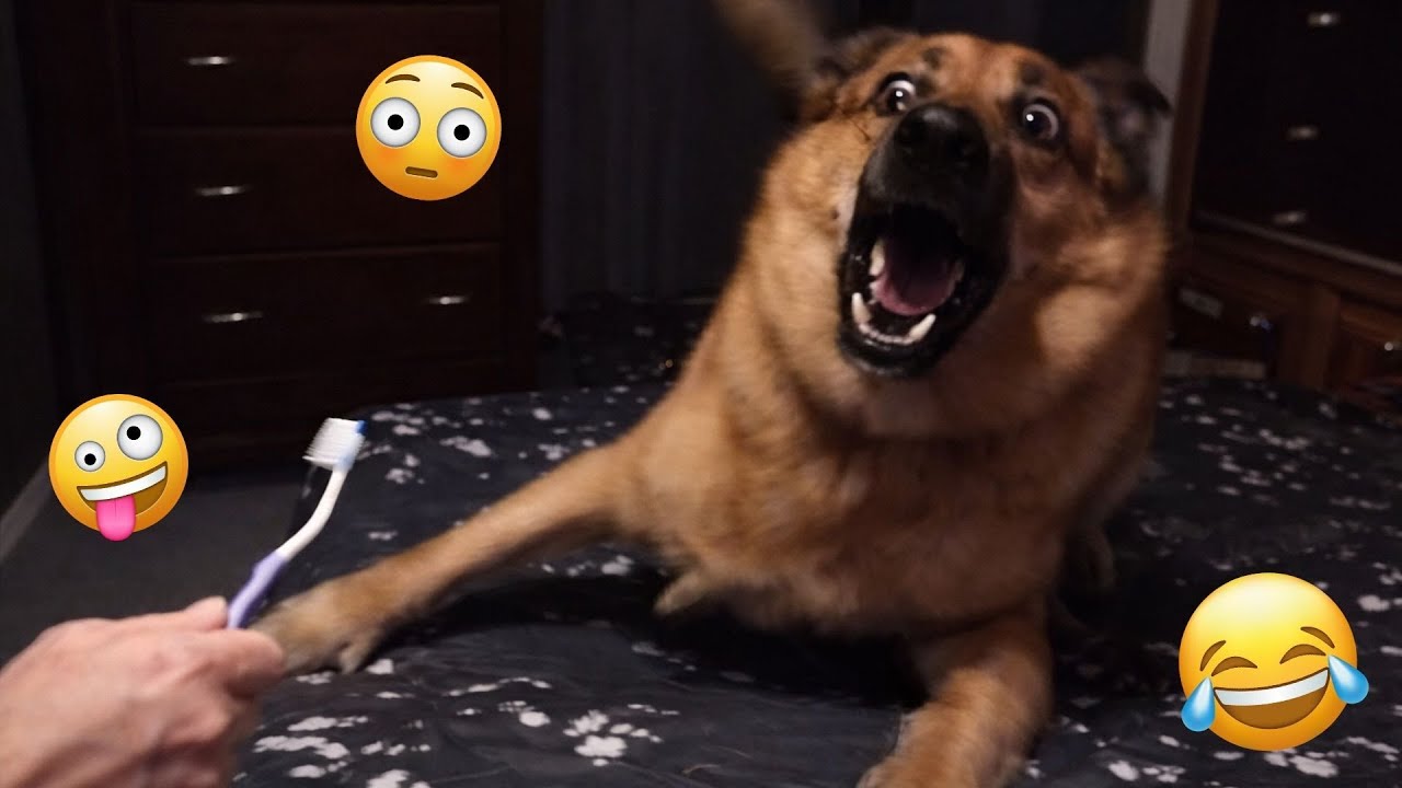 I Can&rsquo;t Believe How Funny These Dogs Are 😂 Best Funny Animals Videos 2025 #41