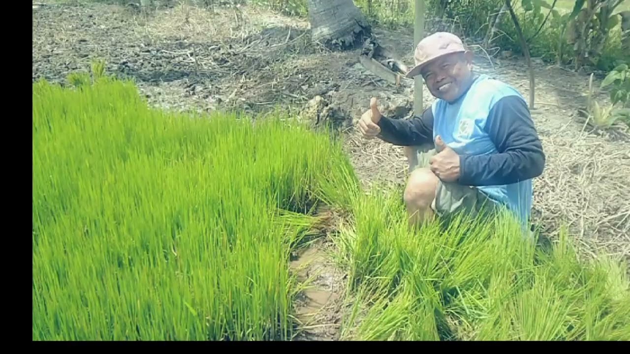Proses Menanam Padi di Sawah 
