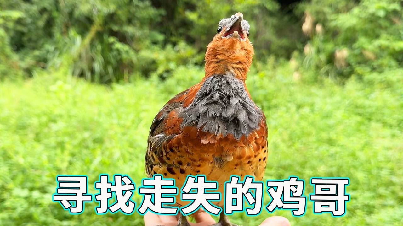 今天心血来潮叫着鸡哥一起去河边，结果走一半鸡哥不见了，你们猜他究竟去了哪里？！【天下一场梦】