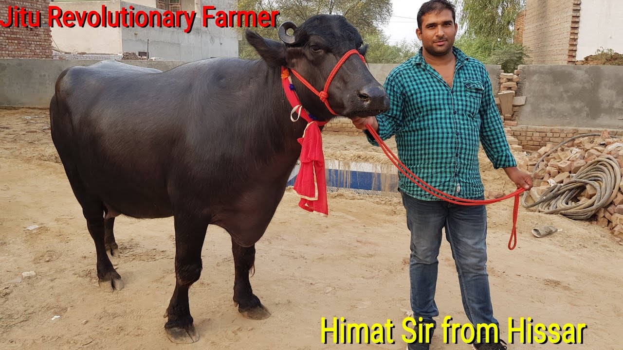 👍FOR SALE: Price-70,000- 1Lakh Rs. Young Murrah Buffaloes @Hisar, Owner- Himat sir.👍