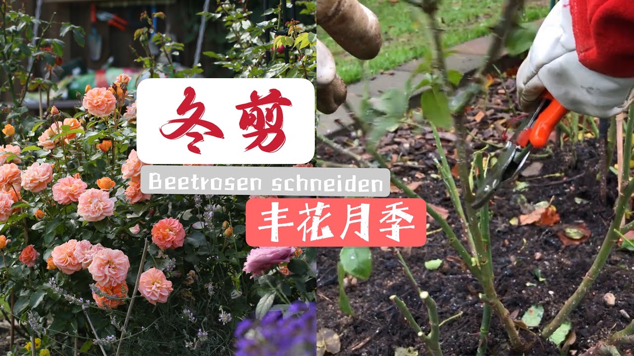 Beetrosen  schneiden im Winter/丰花月季冬剪/第二阶段第一步/详解实操丰花月季冬剪的基本修剪方法/什么时候修剪/修剪注意事项等/月季冬剪的重要性/05.12.2021