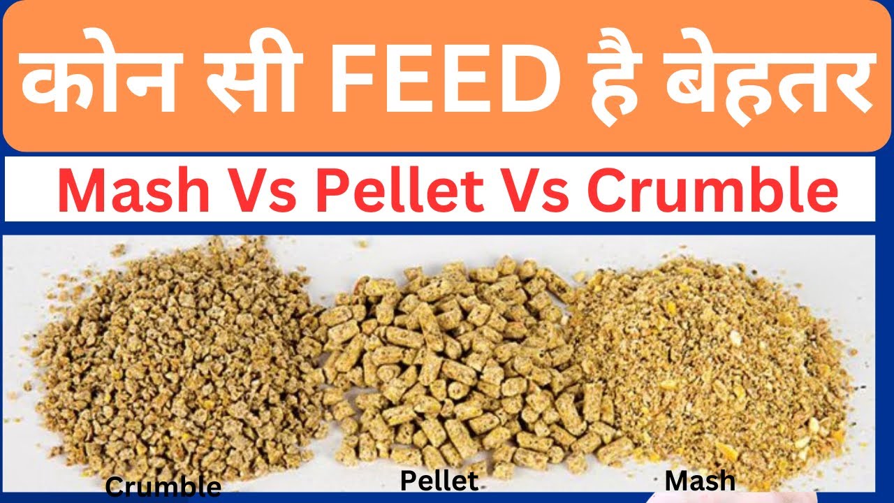कोन सी FEED है बेहतर | Pellet Vs Crumble Vs Mash | @drcharandeep