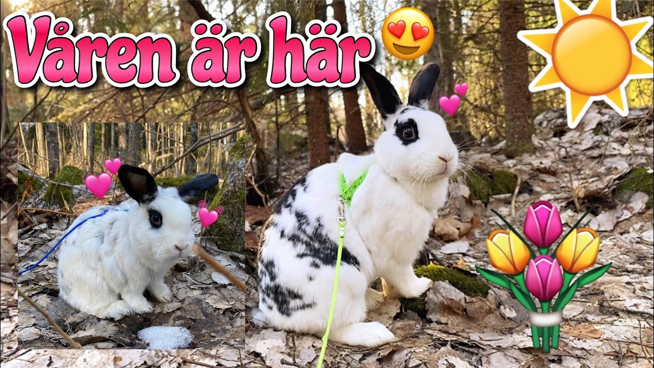 Vlogg~ Skogspromenad med kaninerna i vårsolen