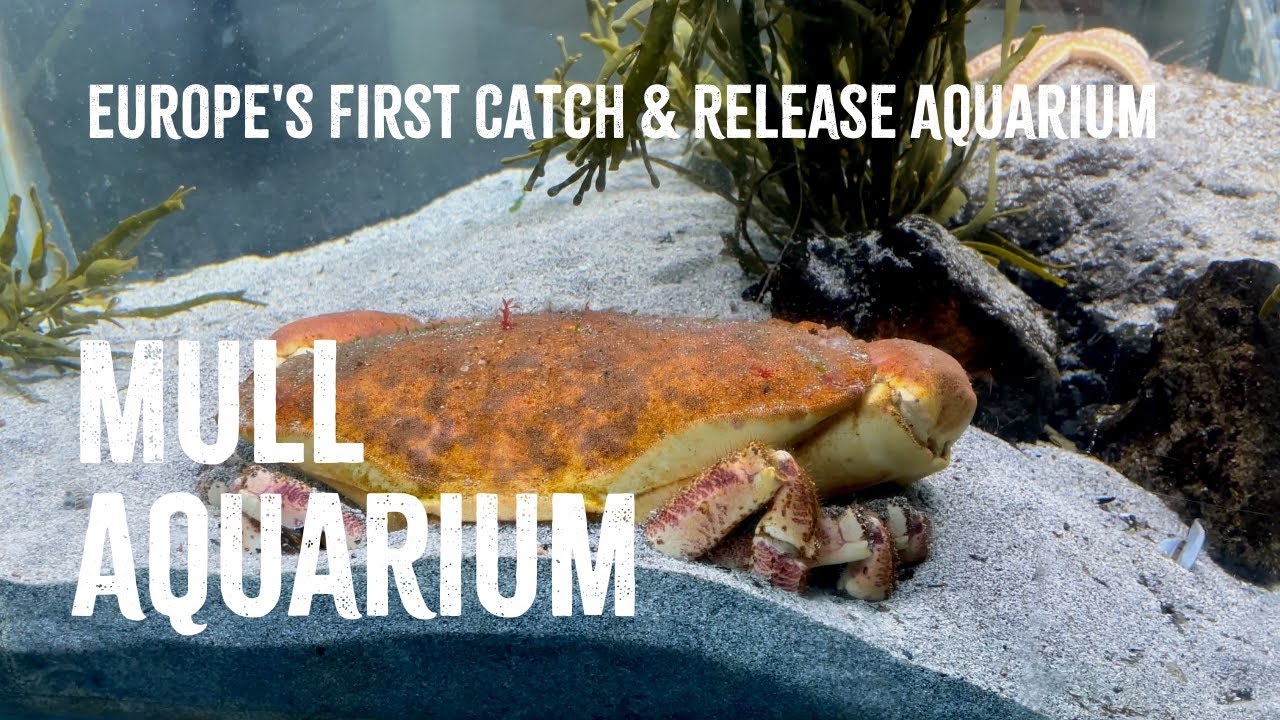 Mull Aquarium - Europe's First Catch and Release Aquarium