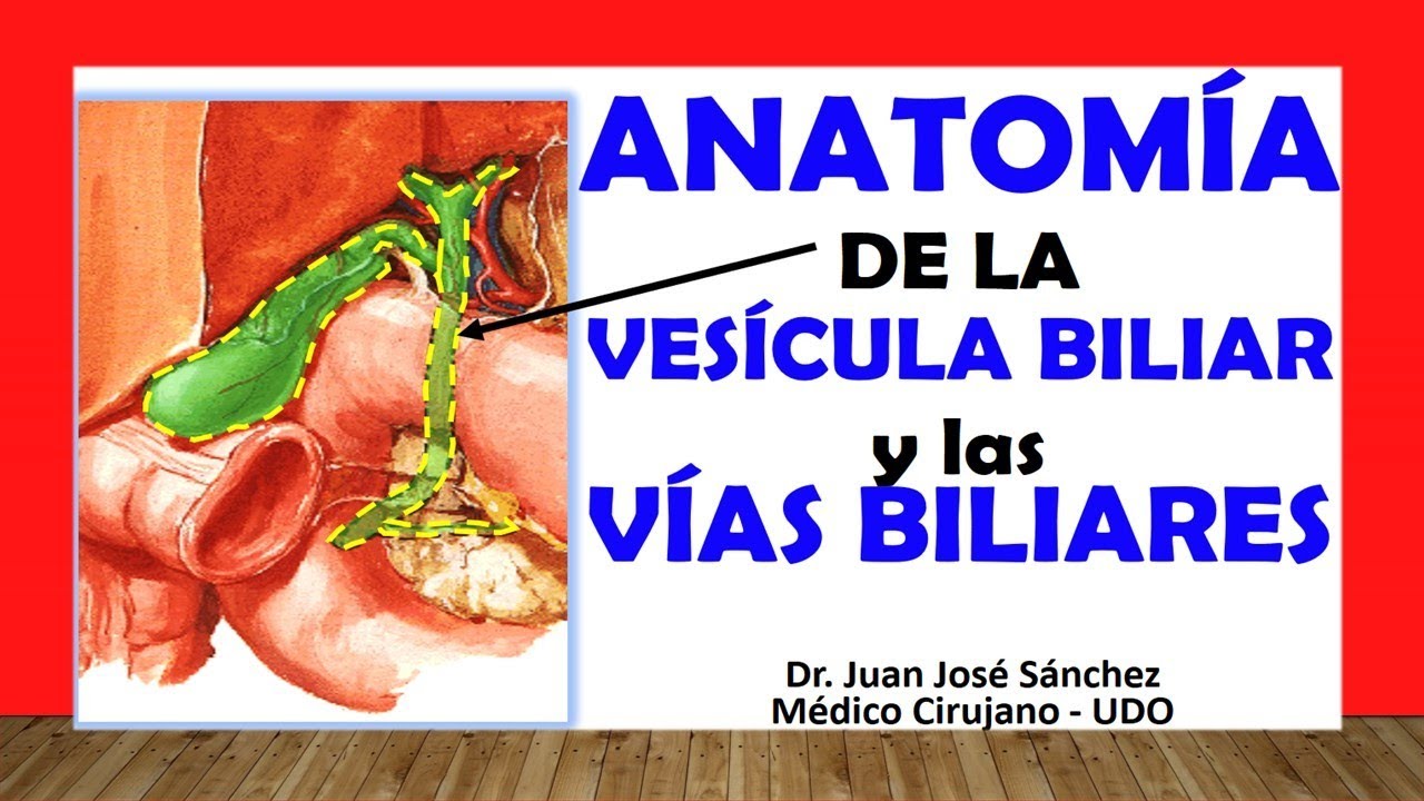 🥇 Anatomía de la VESÍCULA BILIAR y LAS VÍAS BILIARES. Fácil, Rápida y Sencilla