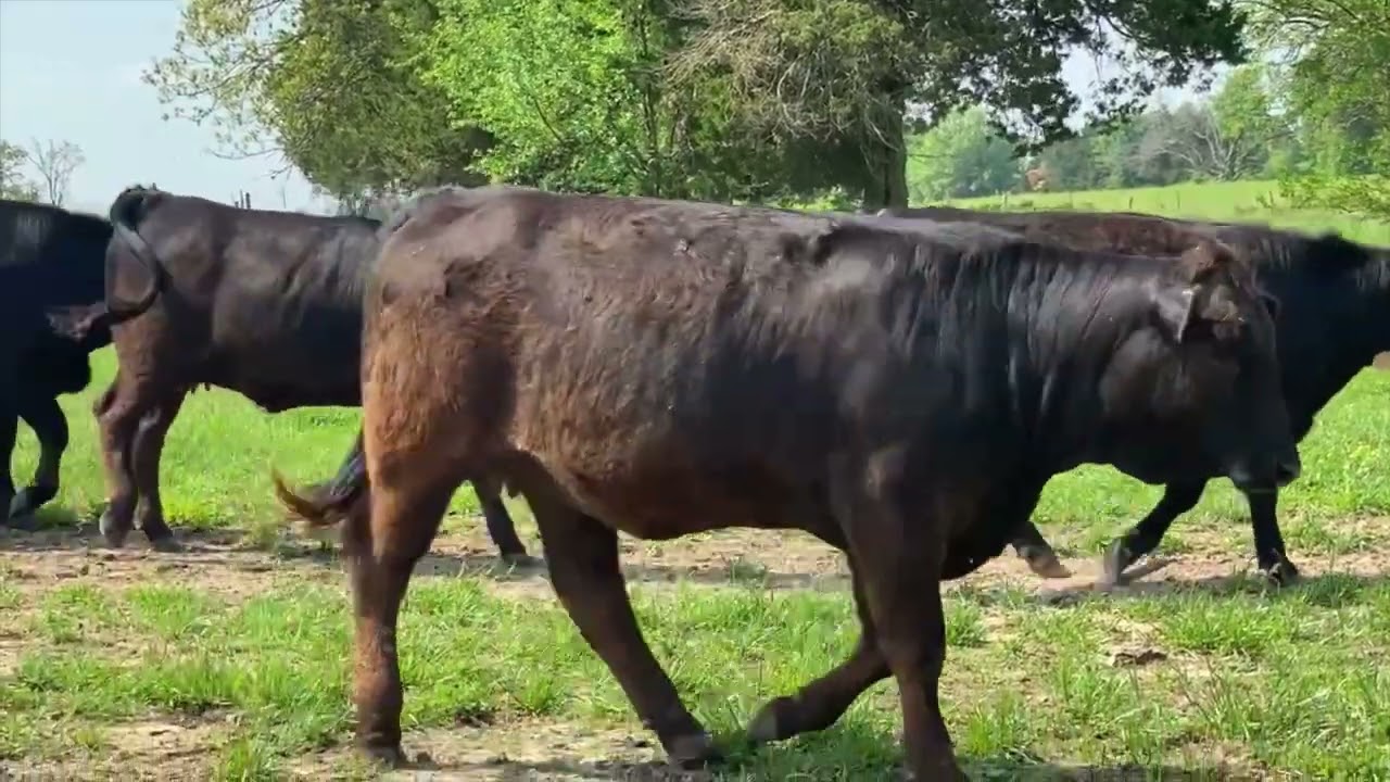Mast Farms 2022 Spring SMS Heifer Sale Advertisement Video