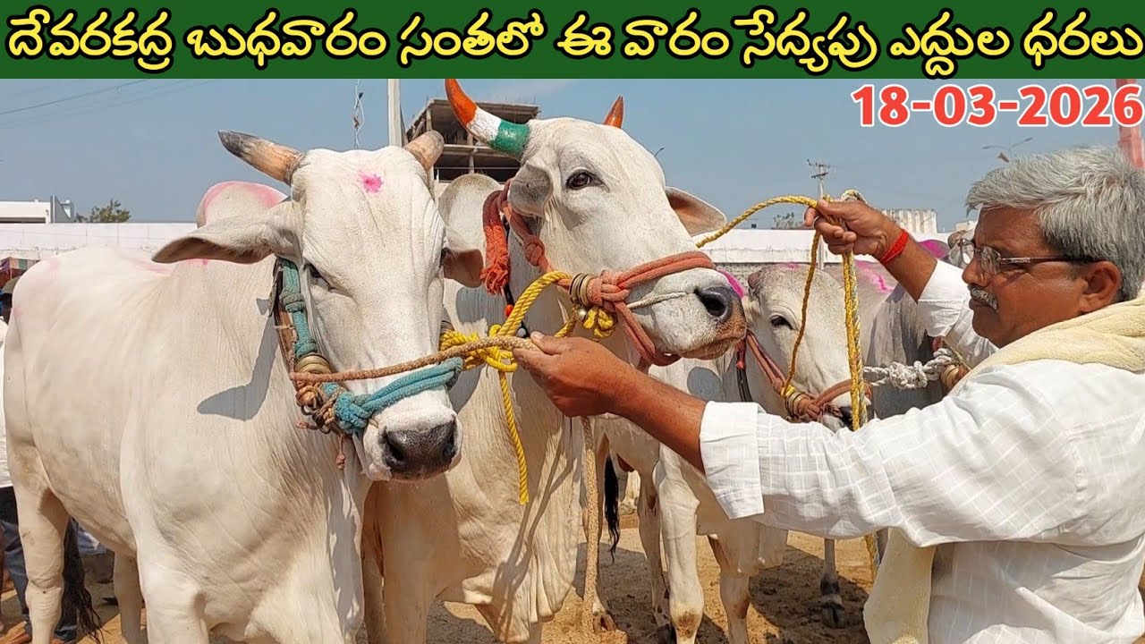 దేవరకద్ర బుధవారం ఎద్దుల సంతలో సేద్యపు ఎద్దుల ధరలు | Devarakadra Bulls market | Oxen @purnafarms 