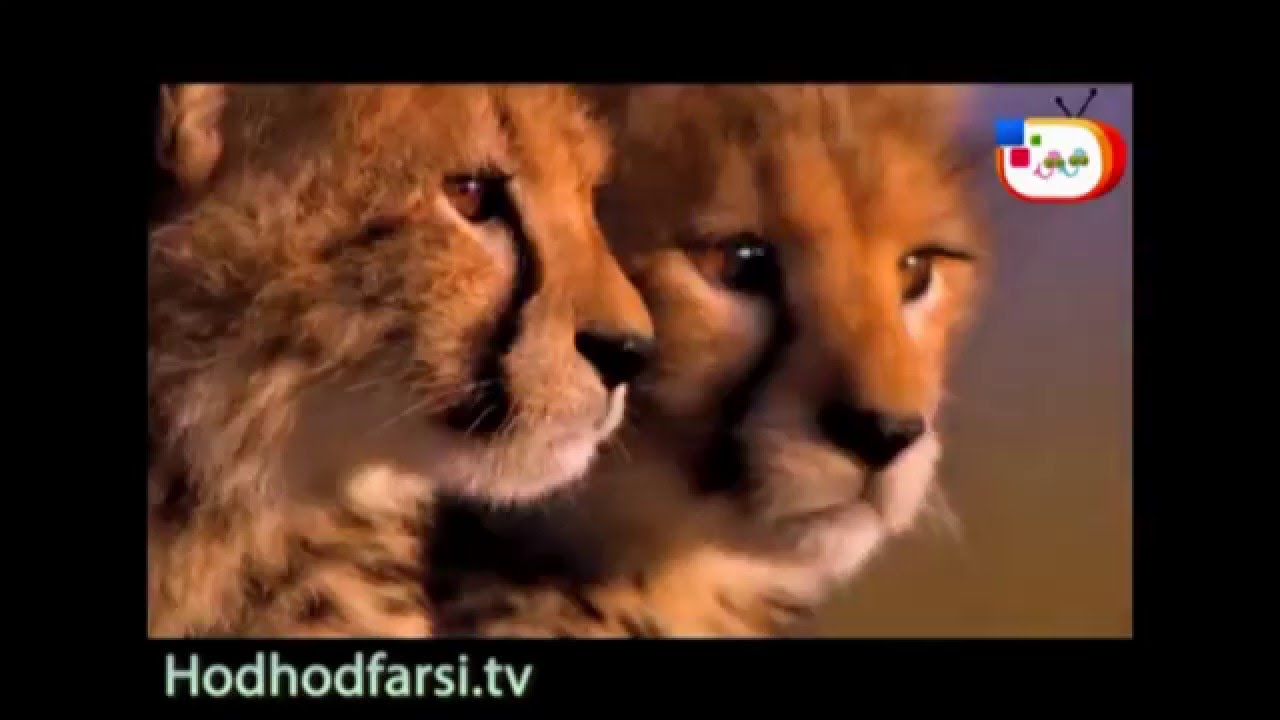 شبکه جهانى هدهد - کليپ حیوانات