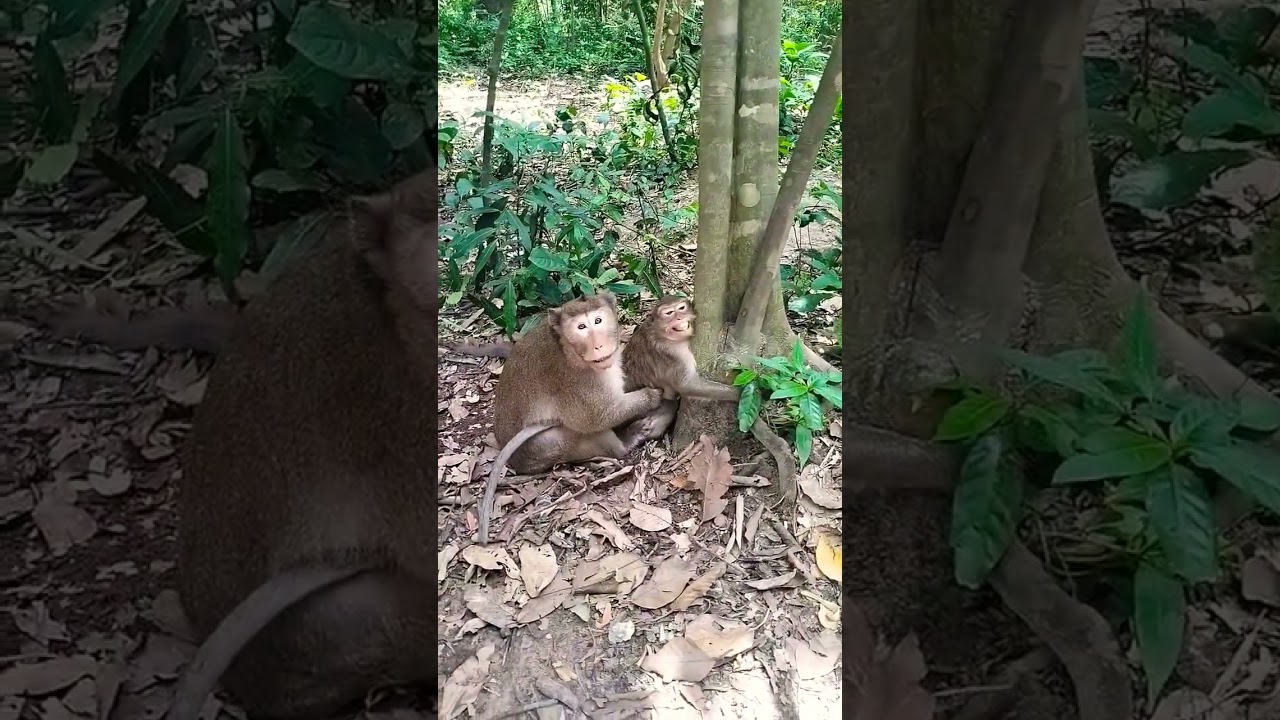 Two old monkeys are breeding. #langmonkey #monkey #shorts