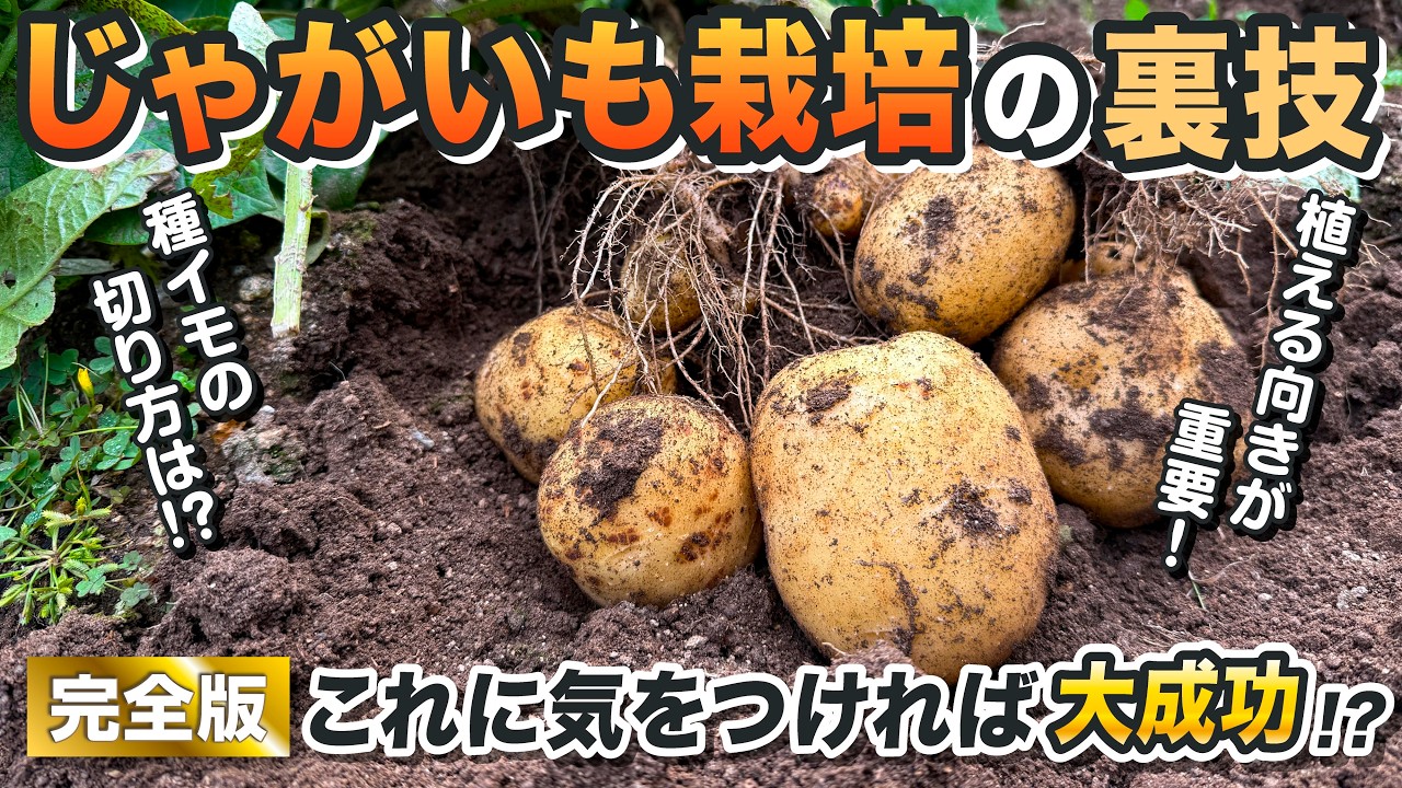 【完全版】種イモの切り方が重要!? プロ直伝・ジャガイモの失敗しない育て方