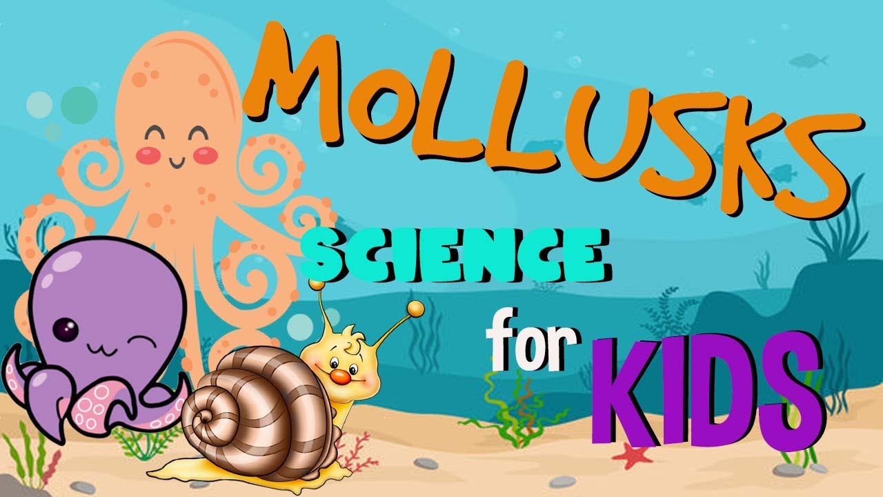 What is a Mollusk? Invertebrates animals | Science for Kids