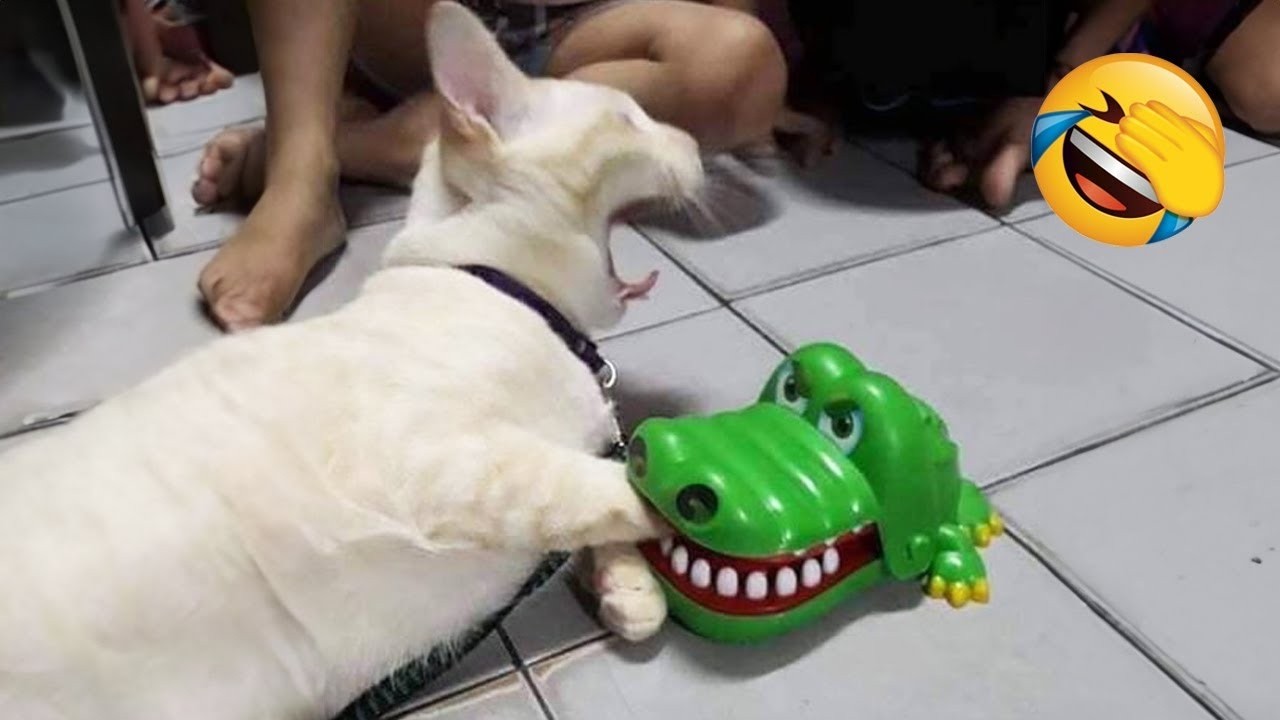 TAHAN TAWA.!😂Kompilasi Video Kucing Lucu Bikin Ngakak 2025  ~ Kucing Lucu Tiktok Terbaru