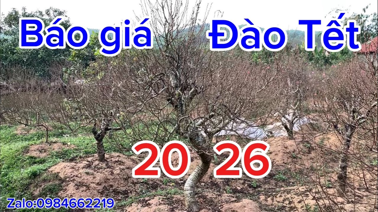 Báo Giá Đào Tết 2026 Mới Nhất | Giá Thuê & Giá Bán Chi Tiết Từng Loại