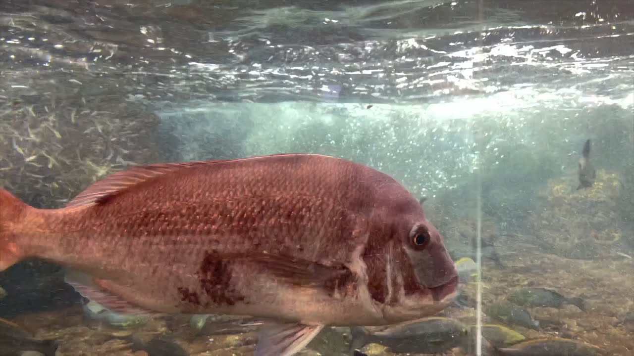 Kamogawa Sea World Japan Part 1