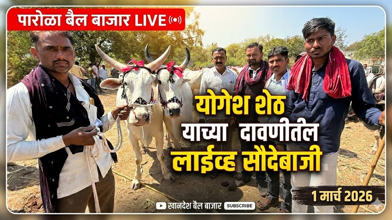 पारोळा बैल बाजार live 🔴 1 मार्च 2026 Parola Bail Bajar #बैलबाजारमहाराष्ट्रचा #bailjodi 